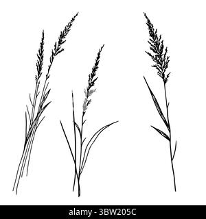 Trockene Zweige, Gras und Blätter, eine Reihe von Silhouetten, eine schwarz-weiße Skizze. Vektorabbildung. Schilf und Waldgräser, isoliert auf einem Weißen Stock Vektor