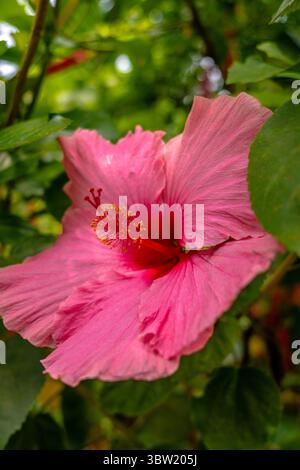 Nahaufnahme einer blühenden rosa Hibiskusblüte umgeben von grünem Laub, gefangen in einem tropischen Garten Stockfoto