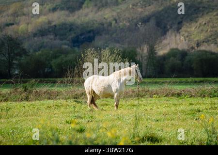 Das weiße Pferd steht allein auf einem grünen Feld Stockfoto