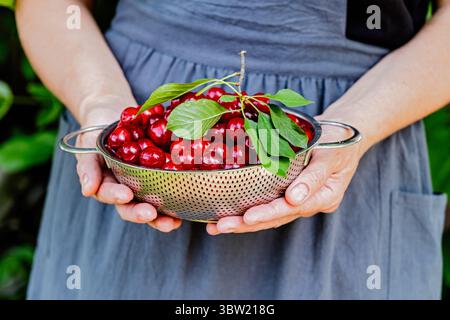 Frische Kirschernte in einem Metallsieb, das draußen von den Händen gehalten wird. Sommer-Obst, Garten und Bio-Food-Konzept. Stockfoto