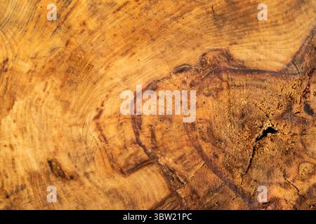 Nahaufnahme eines Baumstammquerschnitts mit detaillierten Wachstumsringen und reichhaltiger Holzstruktur, die Alter, Zeit und natürliches Muster symbolisieren Stockfoto
