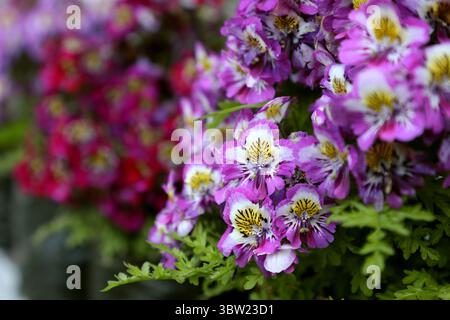 Eine lebendige Ansammlung violetter Alstroemeria-Blüten in voller Blüte mit zarten Blütenblättern und Tigerstreifen. Perfekte Darstellung von Natur Stockfoto
