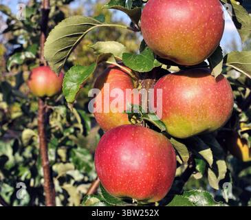 Nahaufnahme von Anbau und Reifung von Bio-Äpfeln an einem Baumzweig im Obstgarten Stockfoto