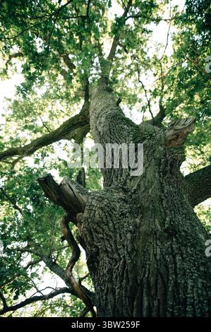 Ein majestätischer Eichenbaum, der von der Basis aus gesehen wird, sein dicker Stamm mit Moos bedeckt ist und bis zu einem Baldachin aus leuchtend grünen Blättern reicht Stockfoto