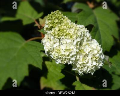 Nahaufnahme des Blumenkopfes der Hortensie quercifolia 'Harmony' in einem Garten im Sommer Stockfoto