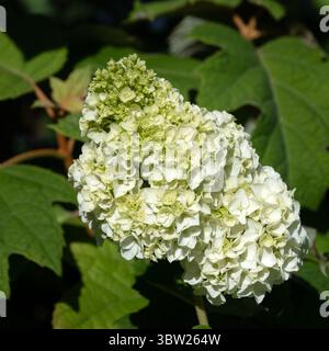 Nahaufnahme des Blumenkopfes der Hortensie quercifolia 'Harmony' in einem Garten im Sommer Stockfoto