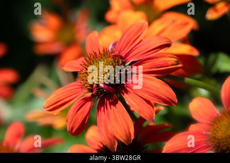 Nahaufnahme der Blume der Echinacea „Sombrero Adobe Orange“ in einem Garten im Sommer Stockfoto