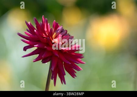 Nahaufnahme der Blume von Dahlia 'Josudi Herkules' in einem Garten im Sommer Stockfoto