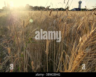 Sonnenuntergangslicht beleuchtet das Weizenfeld im Juli mit Horizont über Land. Ländliche Agrarlandschaft und Sonnenschein im Sommer Stockfoto