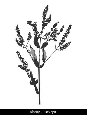 Minzzweig mit Blumen und Blättern Silhouette, pflanzlicher botanischer Druck des Zweiges, Tinte schwarz auf weißem Hintergrund. Vektorabbildung Stock Vektor