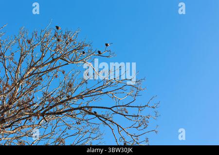 Sternenvögel sitzen auf den Ästen eines Baumes vor dem blauen Himmel Stockfoto