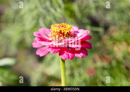 Zinnia „Forcast“, Zinnia elegans Blumennaht Stockfoto
