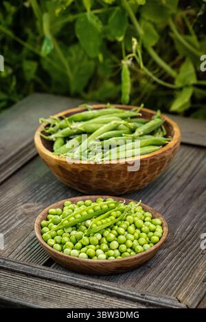 Frisch geerntete grüne Erbsen und Erbsen in Holzschalen Stockfoto