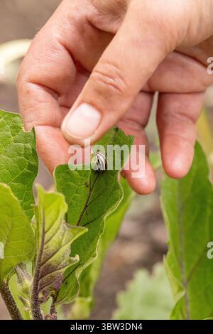 Farmer findet colorado-Kartoffelkäfer-Larven auf Auberginen-Blatt Stockfoto