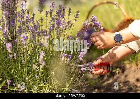 Frau erntet Lavendelblumen auf einem blühenden Feld Stockfoto