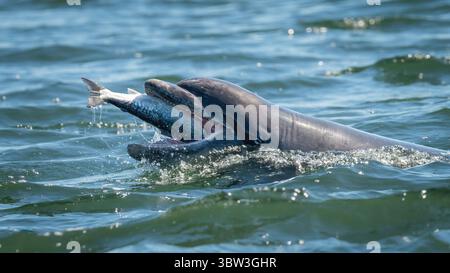 Tümmler (Tursiops truncatus) essen einen Lachs, Chanonry Point, Schottland. Stockfoto