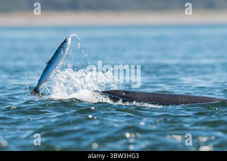 Delfinjagd Lachs, Chanonry Point, Schottland Stockfoto