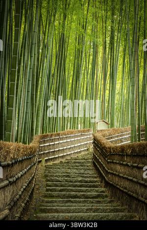 Der Blick auf Steintreppen führt durch einen dichten Bambuswald, das Licht durch die hohen grünen Stiele filtert und eine bezaubernde Szene schafft, Kyoto, Kyoto, Japan. Stockfoto