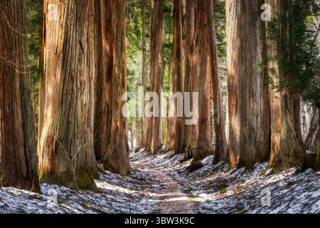 Blick auf hoch aufragende, strukturierte Baumstämme säumen einen schneebedeckten Pfad, während das Sonnenlicht durch die Baumkronen in einer ruhigen Waldlandschaft in Nagano, Nagano, Japan sprudelt. Stockfoto