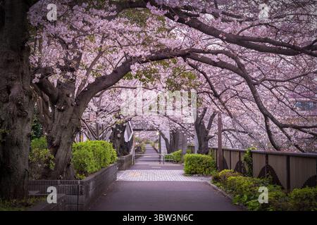 Blick auf einen ruhigen Pfad unter einem Baldachin aus blühenden Kirschblüten, mit sanften rosafarbenen Blütenblättern, die sich vom grauen Pflaster abheben, Tokio, Japan. Stockfoto