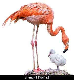 Nahaufnahme eines jungen amerikanischen Flamingos und seiner Mutter (Phoenicopterus ruber) isoliert auf weißem Hintergrund Stockfoto