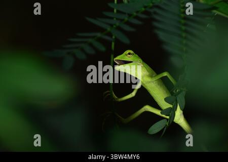 Waldeidechse hängt zwischen grünem Busch. Endemie in Java. Broncochela jubata. Java. Indonesien. Stockfoto