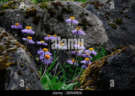 Leuchtende lila Wildblumen inmitten moosbedeckter Felsen in Reykjavik, Islands natürlicher Landschaft Stockfoto