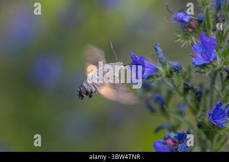 Taubenschwänzchen, im Schwirrflug, Flug, fliegend vor Blüte, Natternkopf, Natternzunge, Nektarsuche, Blütenbesuch, Bestäubung, Saugrüssel, Taubenschwa Stockfoto