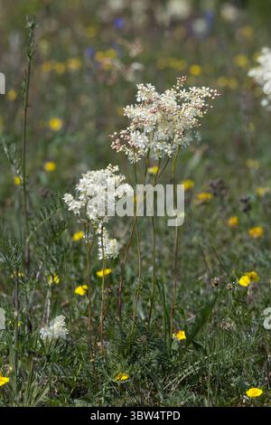 Kleines Mädesüß, kleines Mädesüss, Klein-Mädesüß, Knolliges Mädesüß, Filipendula vulgaris, Tropfkraut, Farnblatt-Tropfkraut, La Spirée filipendule, la Fil Stockfoto