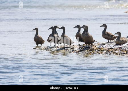 Eiderente, Eider-Ente, Weibchen, Trupp, Meeresente, Meeresenten, Somateria mollissima, Eider, Eider, weiblich, L'Eider à Bettdecke Stockfoto