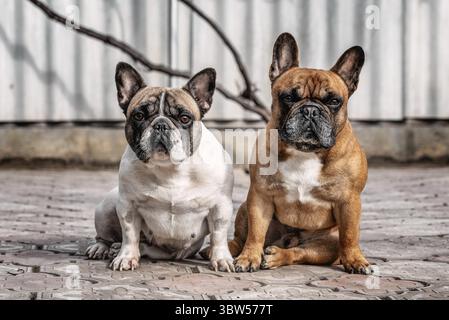 Zwei Erwachsene reinrassige französische Bulldoggen sitzen nebeneinander im Hof Stockfoto