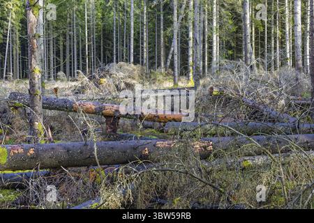 Sturm umgestürzte Bäume liegen am Boden in einem Waldrand in einem Fichtenwald Stockfoto