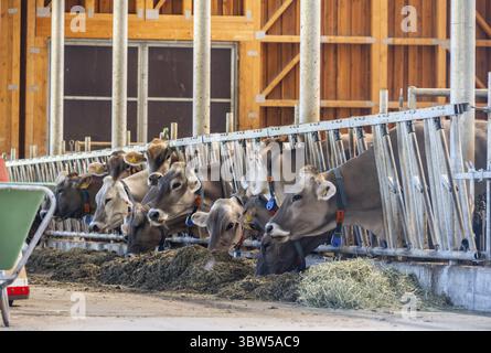 Kühe zwischen Metallriegeln in einer Scheune, frisches Heu essen, Ridnauntal, Südtirol, Italien Stockfoto