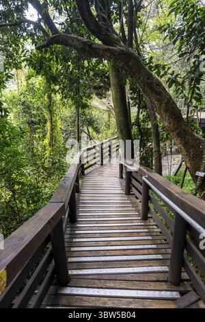 Holzweg durch dichten Wald, Graskop Gorge oder Graskopkloof, Graskop, Mpumalanga, Südafrika Stockfoto