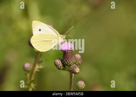 Großer weißer Schmetterling, der sich von kriechenden Distelwildblumen ernährt. Hampstead Heath, London, England, Großbritannien. Stockfoto