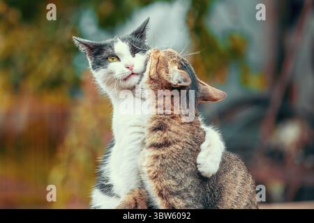 Lustiger Tabby-Katzenbiss graue und weiße Katze in Herbstfarben Stockfoto