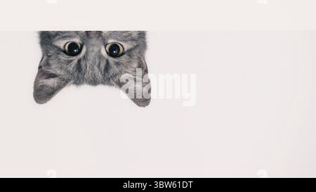 Die silberne Tabbykatze blickt hinter einer weißen Wand auf hellem Hintergrund hervor Stockfoto