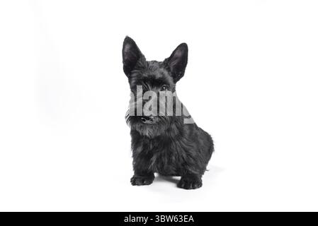 Schwarzer, lustiger Scotch-Terrier-Welpe, der auf weißem Hintergrund sitzt Stockfoto