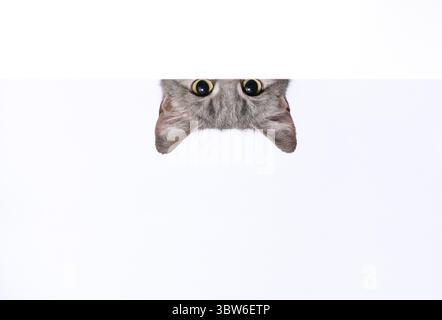 Die silberne Tabbykatze blickt hinter einer weißen Wand auf hellem Hintergrund hervor Stockfoto