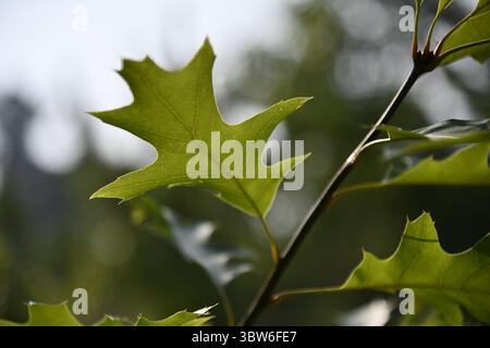 Nahaufnahme hinterleuchteter junger Eichenblätter im Frühsommer Stockfoto