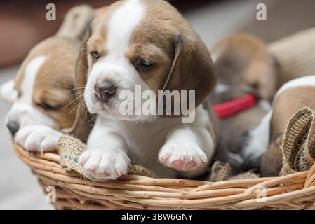 Kleine Beagle-Welpen in einem Korb zu Hause Stockfoto