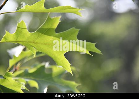 Nahaufnahme hinterleuchteter junger Eichenblätter im Frühsommer Stockfoto