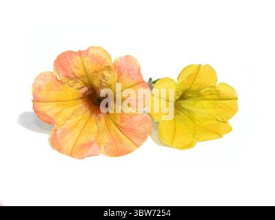 Gelbe Petunie-Blüten isoliert auf weißem Hintergrund Stockfoto