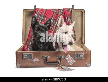 Zwei schwarze und weizenfarbene Scotch Terrier Welpen sitzen in einem Vintage Koffer mit Tags von schottischen Flughäfen und der britischen Flagge Stockfoto
