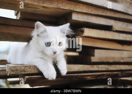 Ein kleines weißes Kätzchen mit bunten Augen. Ein spezielles Haustier sitzt auf den Brettern. Das Foto des Tieres für den Kalender Stockfoto