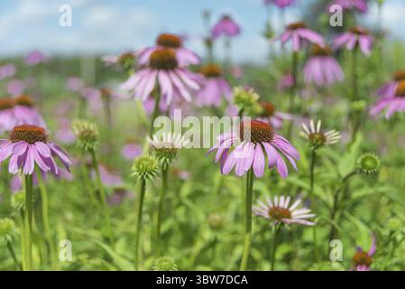 Große Plantage von Heilpflanzen und Honigpflanze Echinacea purpurea im Freien vor blauem Himmel Stockfoto