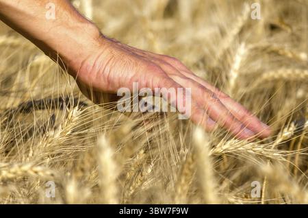 Bauern männliche Hand, die Weizenkörnchen auf dem Feld berühren Stockfoto