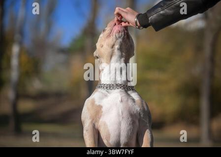 Ermutigung beim Training einer weiblichen Hand, die einen Hund der amerikanischen Tyrannerasse füttert Stockfoto