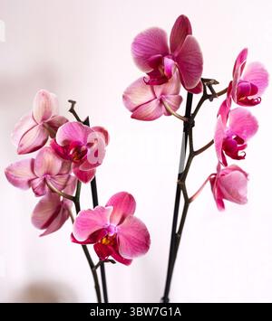 Orchidee - Orchidaceae - in Großbritannien Stockfoto