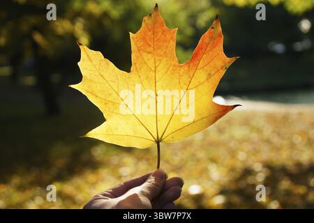 Die Person hält ein Blatt in der Hand und das Blatt ist gelb. Das Konzept des Herbstes und die Schönheit der Natur Stockfoto
